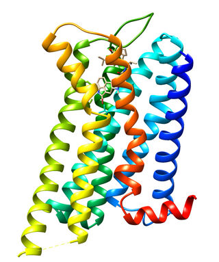 Dopamine receptor D<sub>2</sub> Main receptor for most antipsychotic drugs