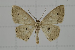 <i>Scopula proximaria</i> Species of geometer moth in subfamily Sterrhinae