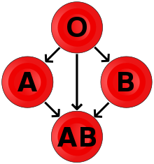 As well as giving to an identical blood type, type O blood donors can give to A, B and AB; blood donors of types A and B can give to AB.