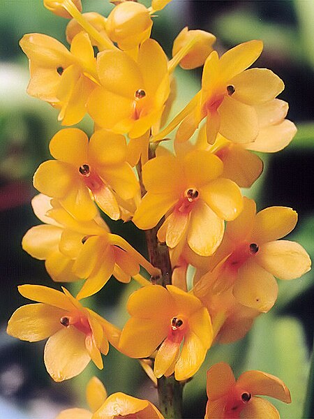 File:A and B Larsen orchids - Vanda garayi 923-25x.jpg