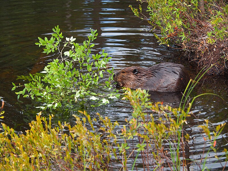 File:A beaver in Lynx Pond. (3a710438-0afd-49c1-968f-cafa3ed6707f).JPG