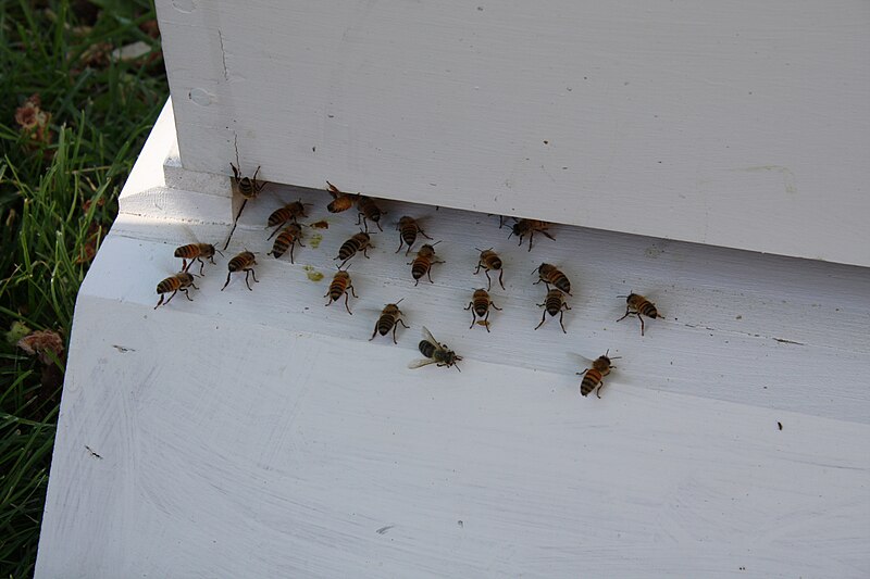 File:A group of honeybees on a man-made, white beehive box. (89145b13-3336-47fd-ba0b-4d8616a3d177).jpg