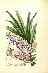 plate 186 Saccolabium ampullaceum Vanda ampullacea