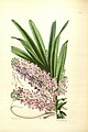Vanda ampullacea (as syn. Saccolabium ampullaceum) plate 186 in: James Bateman: A Second Century of Orchidaceous Plants London (1867)