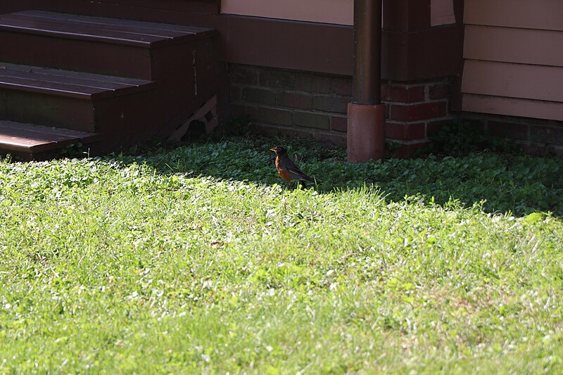 File:A small bird with a dark back and red front sitting in the grass. (2f38824e-4928-45f7-9120-55ef5a7332d4).JPG