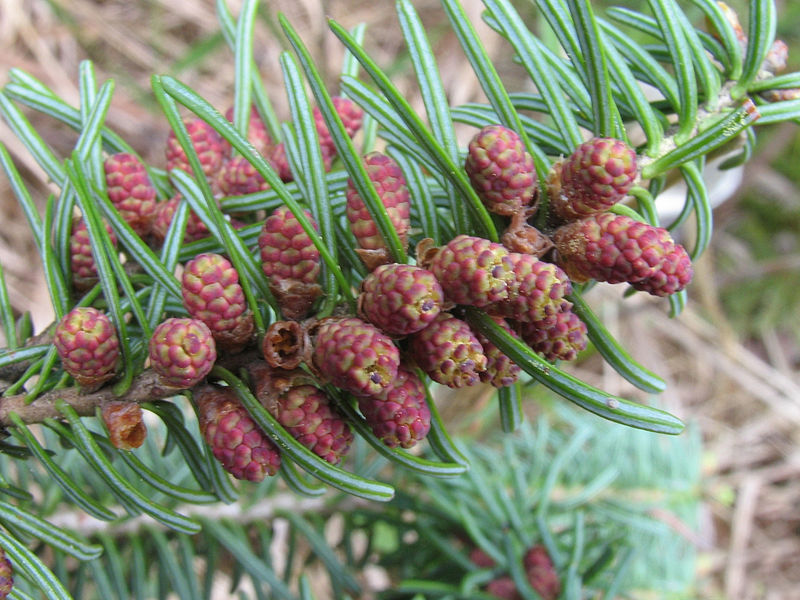 File:Abies balsamea pollen cones1.jpg