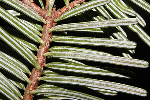 Foliage lower surface