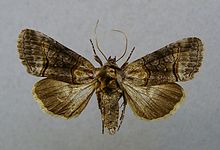 Abrostola asclepiadis.jpg