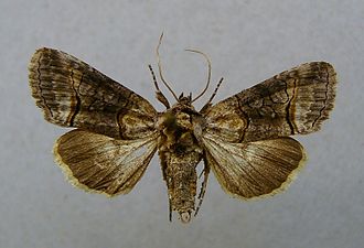 Tulkörtsfly, Abrostola asclepiadis