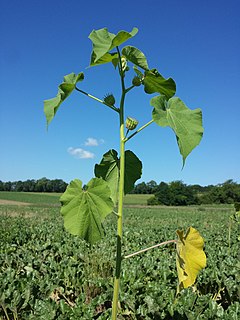 <i>Abutilon theophrasti</i> Species of plant