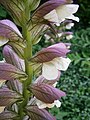 Acanthus spinosus close-up flowers