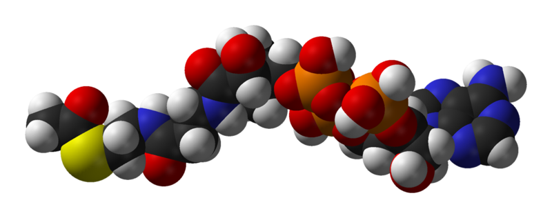 File:Acetyl-CoA-3D-vdW.png