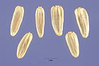 Achillea millefolium occidentalis seeds.jpg