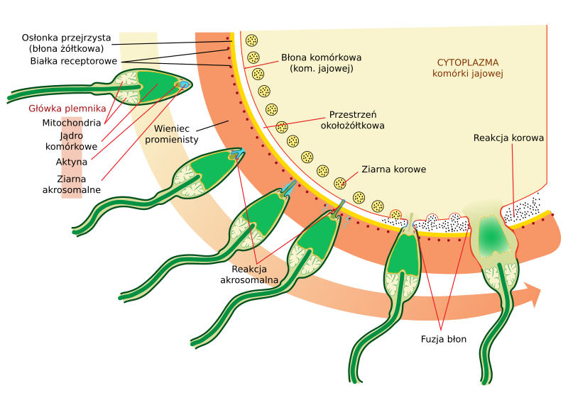 Download File:Acrosome reaction diagram-pl.svg - Wikimedia Commons