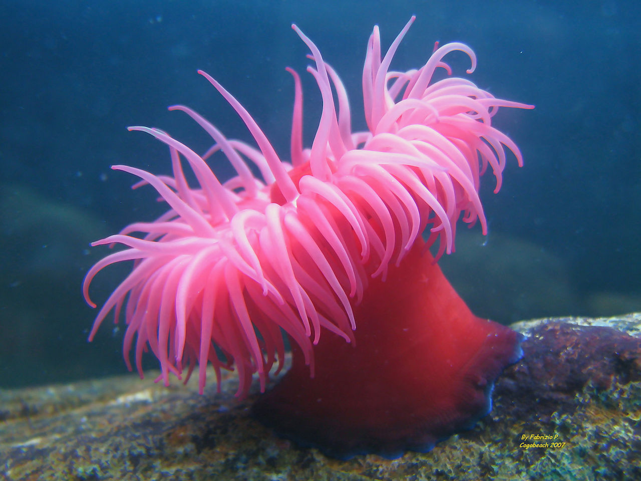 https://upload.wikimedia.org/wikipedia/commons/thumb/d/da/Actinia_equina2.JPG/1280px-Actinia_equina2.JPG