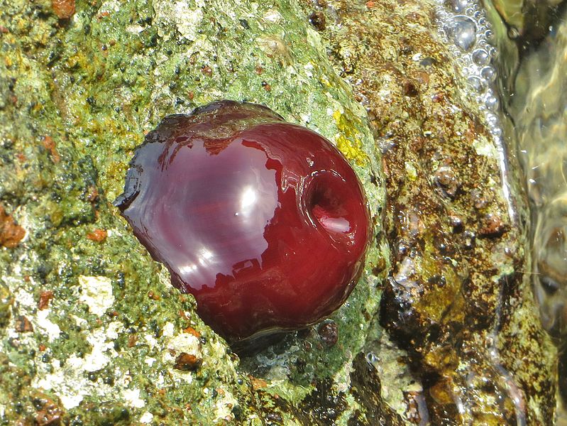 File:Actinia schmidti.JPG