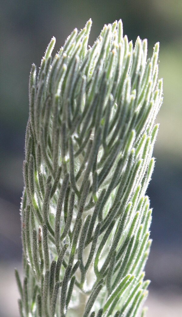 Closeup of A. cygnorum foliage