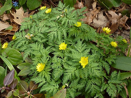 Adonis amurensis 2010.jpg