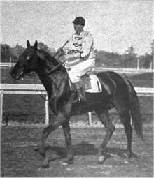 Africander (cavalo) .jpg