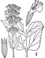 Agastache foeniculum Illustration in: N.L. Britton and A. Brown: Illustrated flora of the northern states and Canada. Vol. 3: 211. 1913