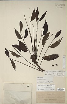Spesimen Herbarium dari "Aglaia silvestris"
