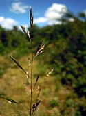 Agrostis vinealis inflorescens (1).jpg