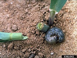 Agrotis ipsilon larva.jpg