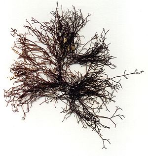 Wrinkled wrack (Ahnfeltia plicata), Herbarium Arch of Heligoland