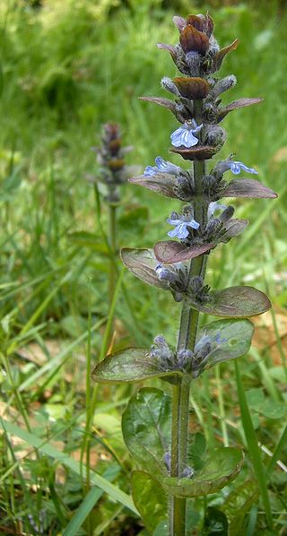 File:Ajuga0119.JPG