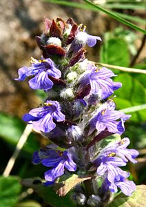 Ajuga reptans ENBLA01.JPG