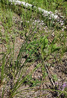 Allium tenuissimum 141915404.jpg