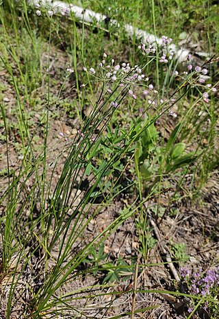 <i>Allium tenuissimum</i> Species of flowering plant