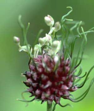 Allium: Allos ornamentais, Notas, Véxase tamén