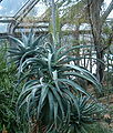 Aloe africana BotGardBln271207B.jpg