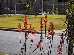 Aloe saundersii 74 Sunbury St Geebung P1140198.jpg
