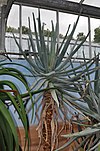 Aloe suzannae01.jpg