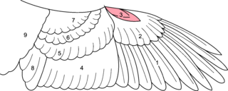 <span class="mw-page-title-main">Alula</span> Small projections on the wings of birds