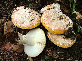 <i>Amanita aprica</i> Species of fungus