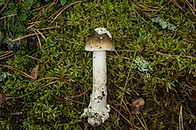 Amanita olivaceogrisea (Estonia).jpg