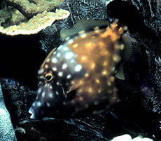 Filefish.jpg cu alb albastru american