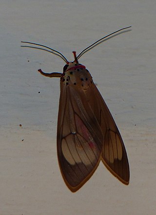 <i>Amerila vitrea</i> Species of moth