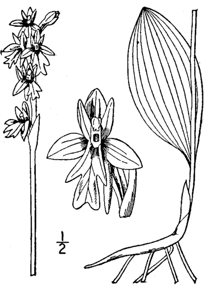 File:Amerorchis rotundifolia BrittonBrown.png