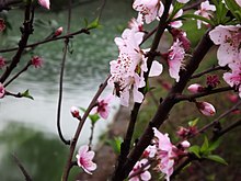 Peach flowers Amygdalus persica2.jpg