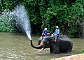 An elephant at the Thai Elepahnt Conservation Center.JPG