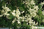 Anadenanthera colubrina flowers.JPG