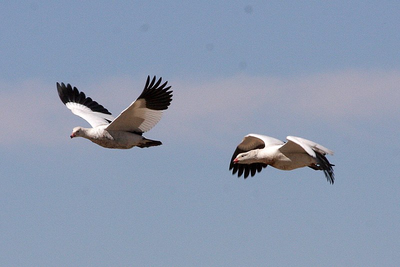 File:Andean Goose (Chloephaga melanoptera) (8077618121).jpg