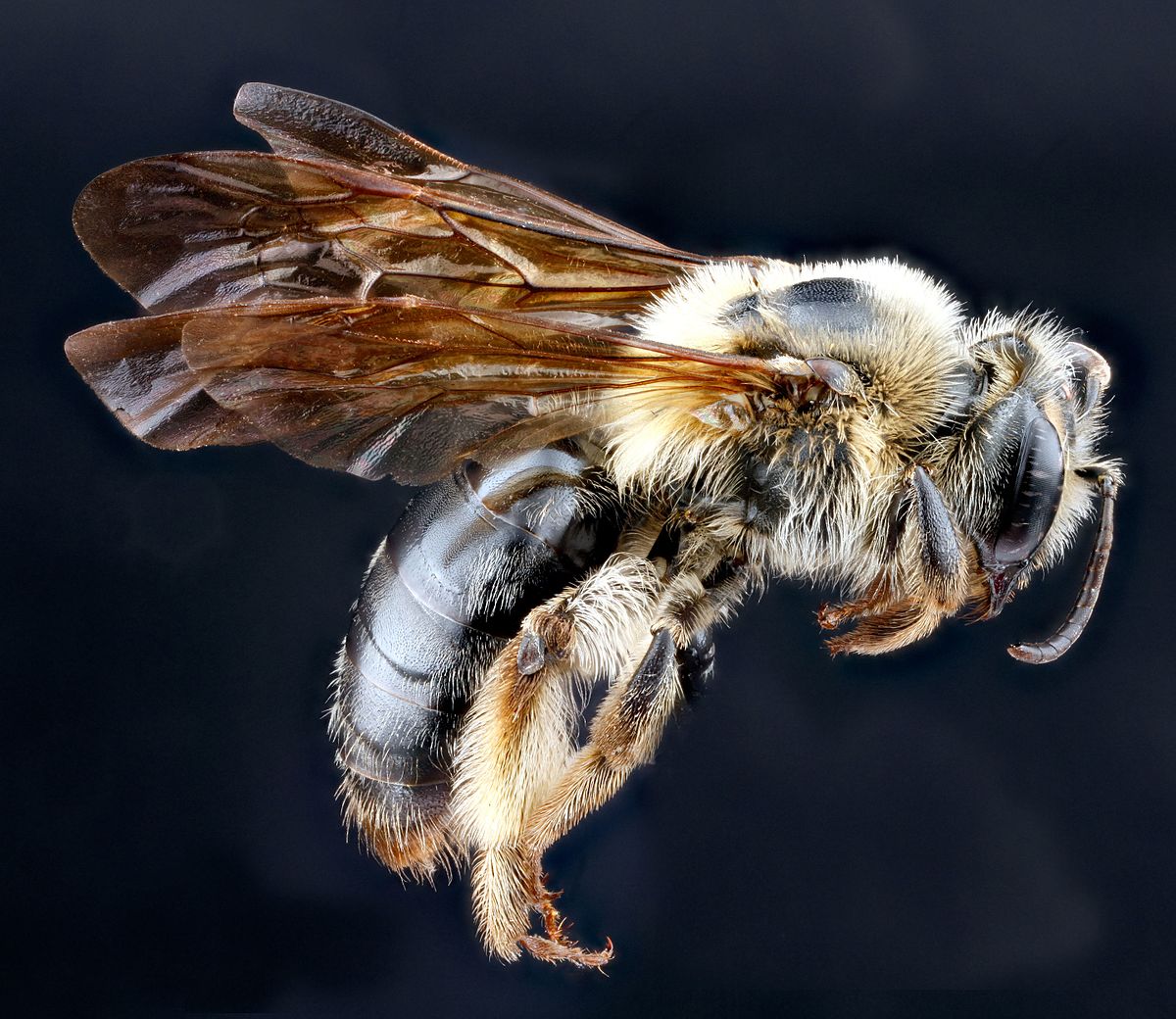 Горные пчелы. Андрена. Высокогорные пчелы. Andrena tarsata.