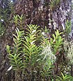 Angraecum pectinatum Mauritius