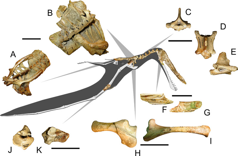 File:Anhanguerid skeleton.png