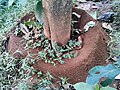 Ant Nest in bottom of Tree.jpg
